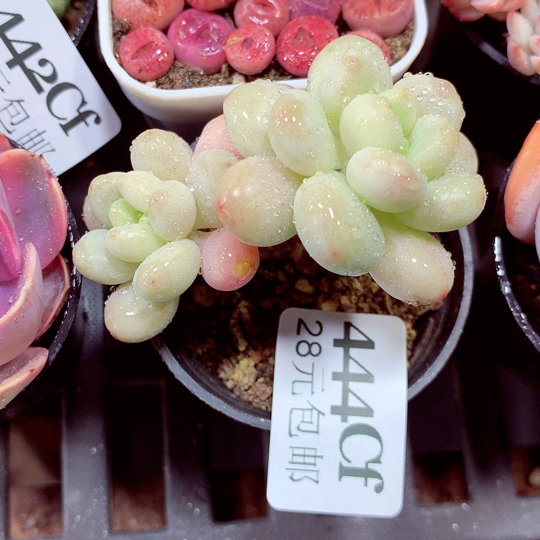 5厘米盆精控多肉444