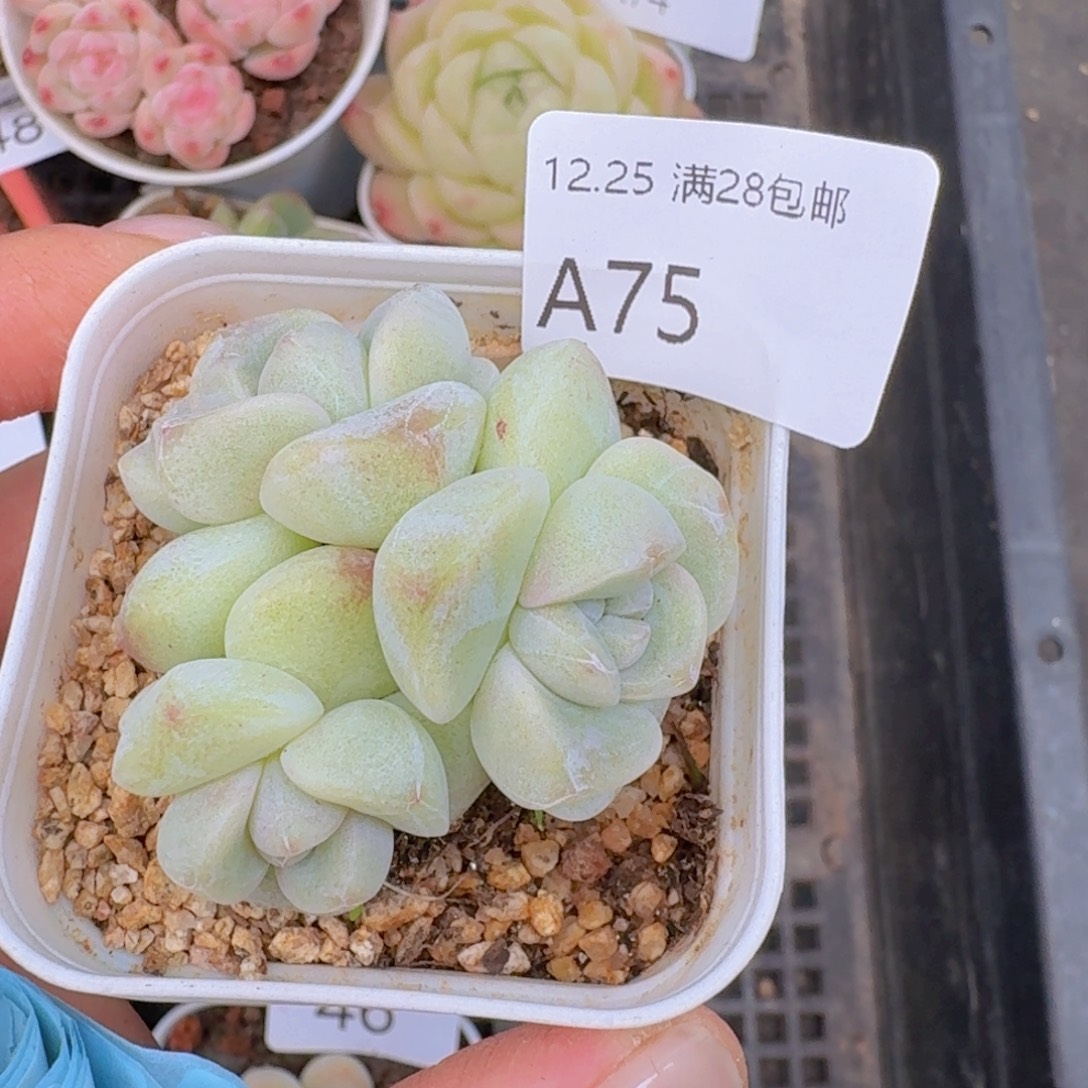 3头圆脸冰玉一颗脱土发货