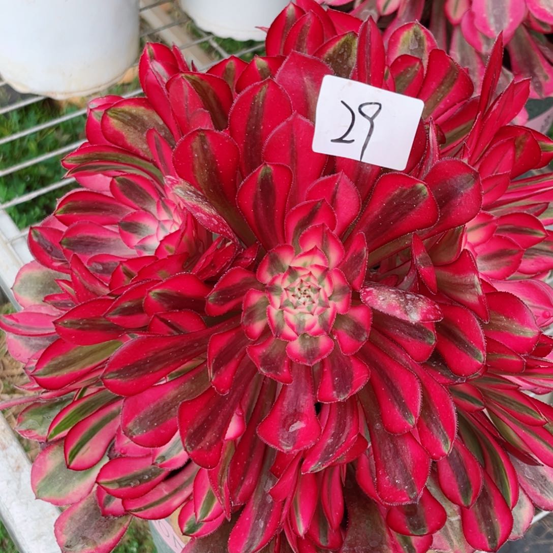 一物一拍多肉法师29