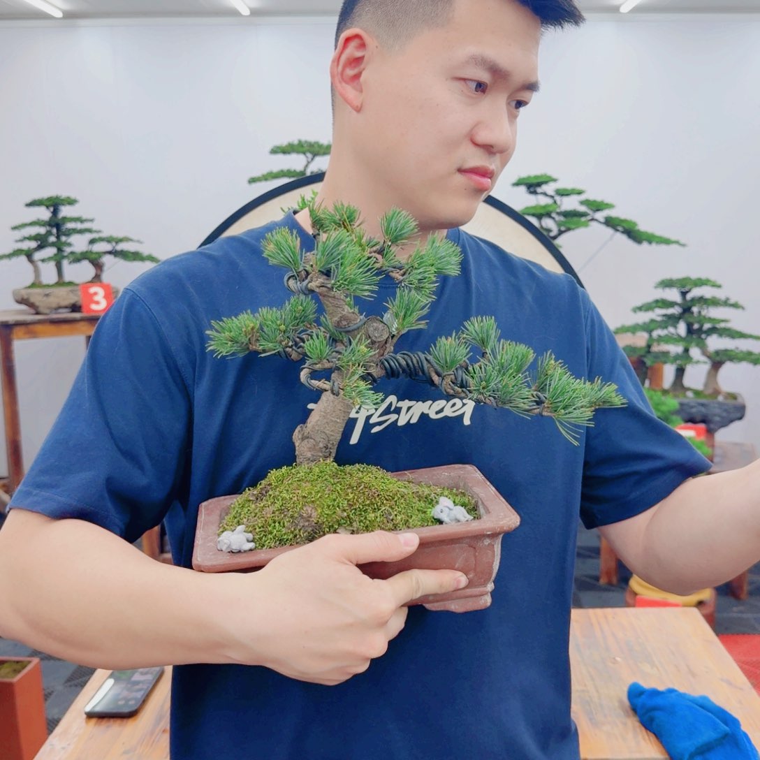 精品盆景一物一拍