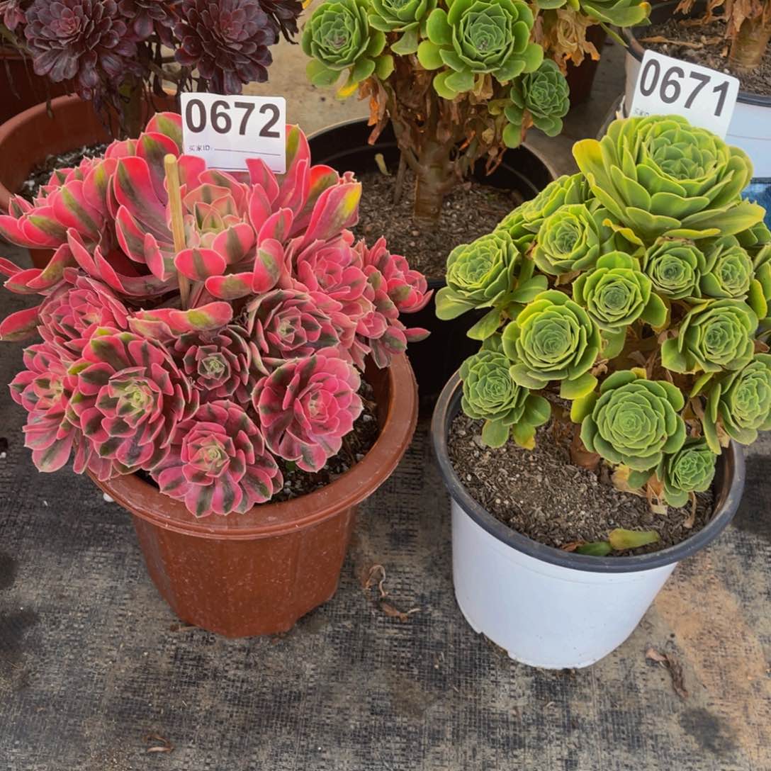 组合琉璃0671女巫0672带土球