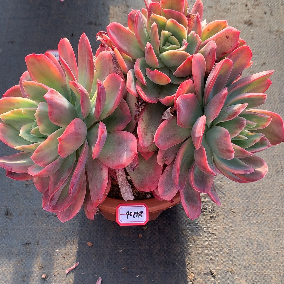 霏*24206绮罗锦多肉