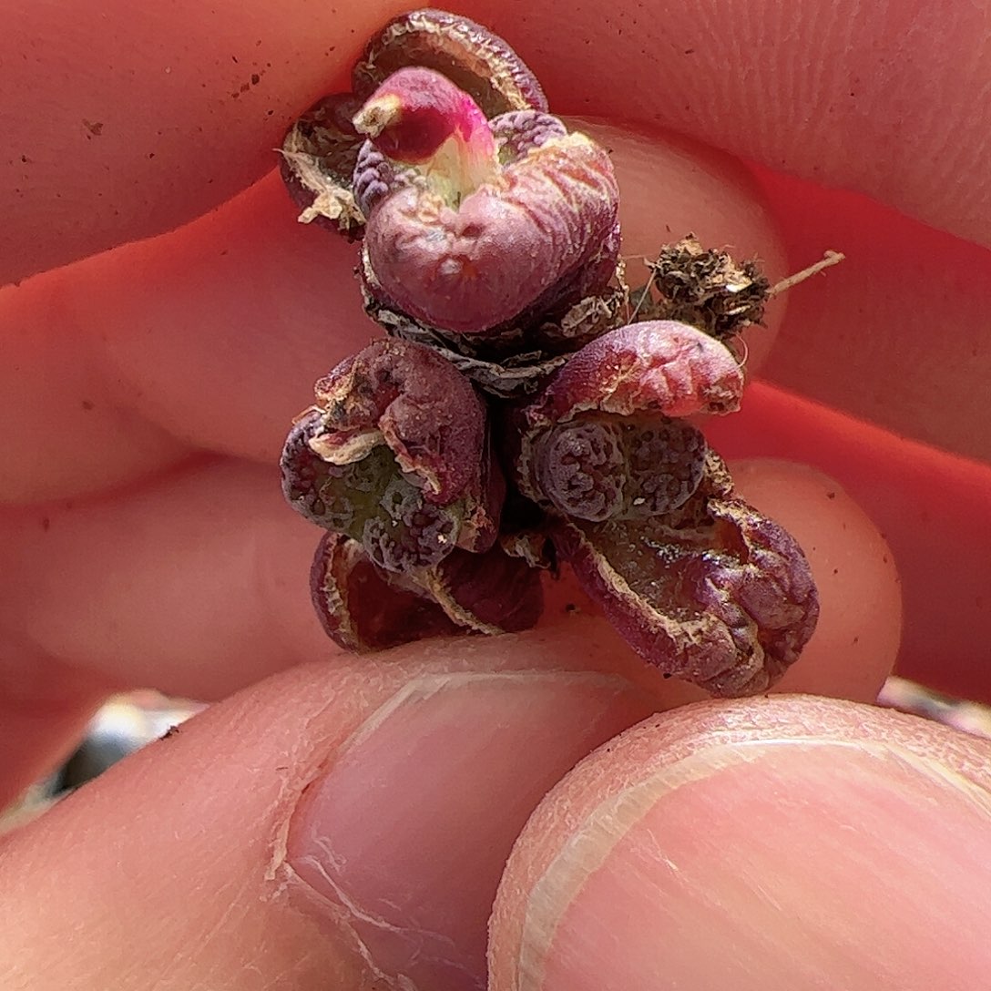 【闪购商品】10 马克李子