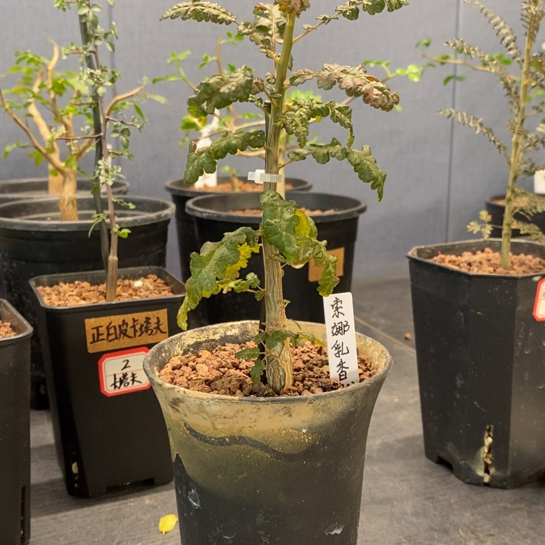 悟*索娜乳香实生带盆