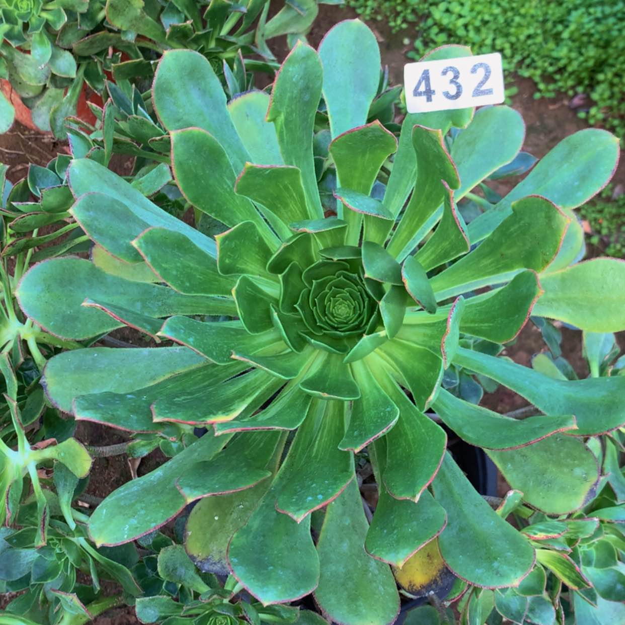 【闪购商品】432彩蝶多肉