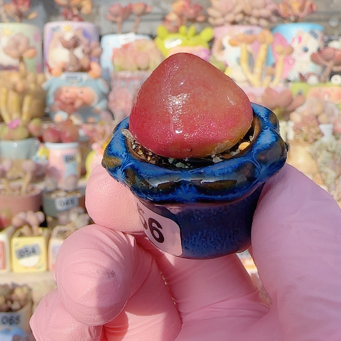 粉粉灯泡 盆口2.5cm