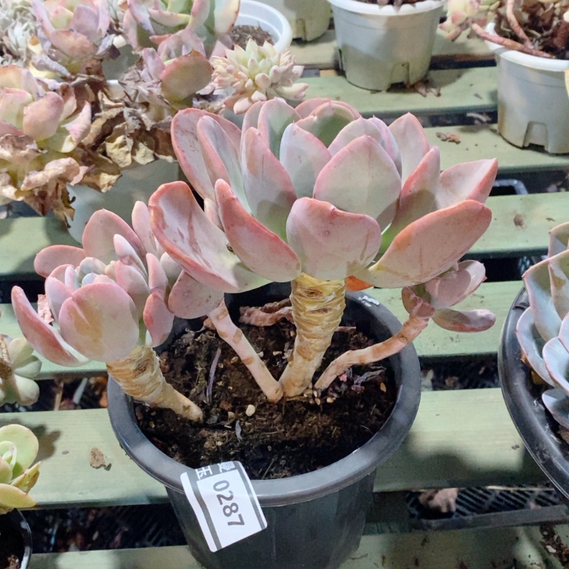 【闪购商品】疯狂锦0287