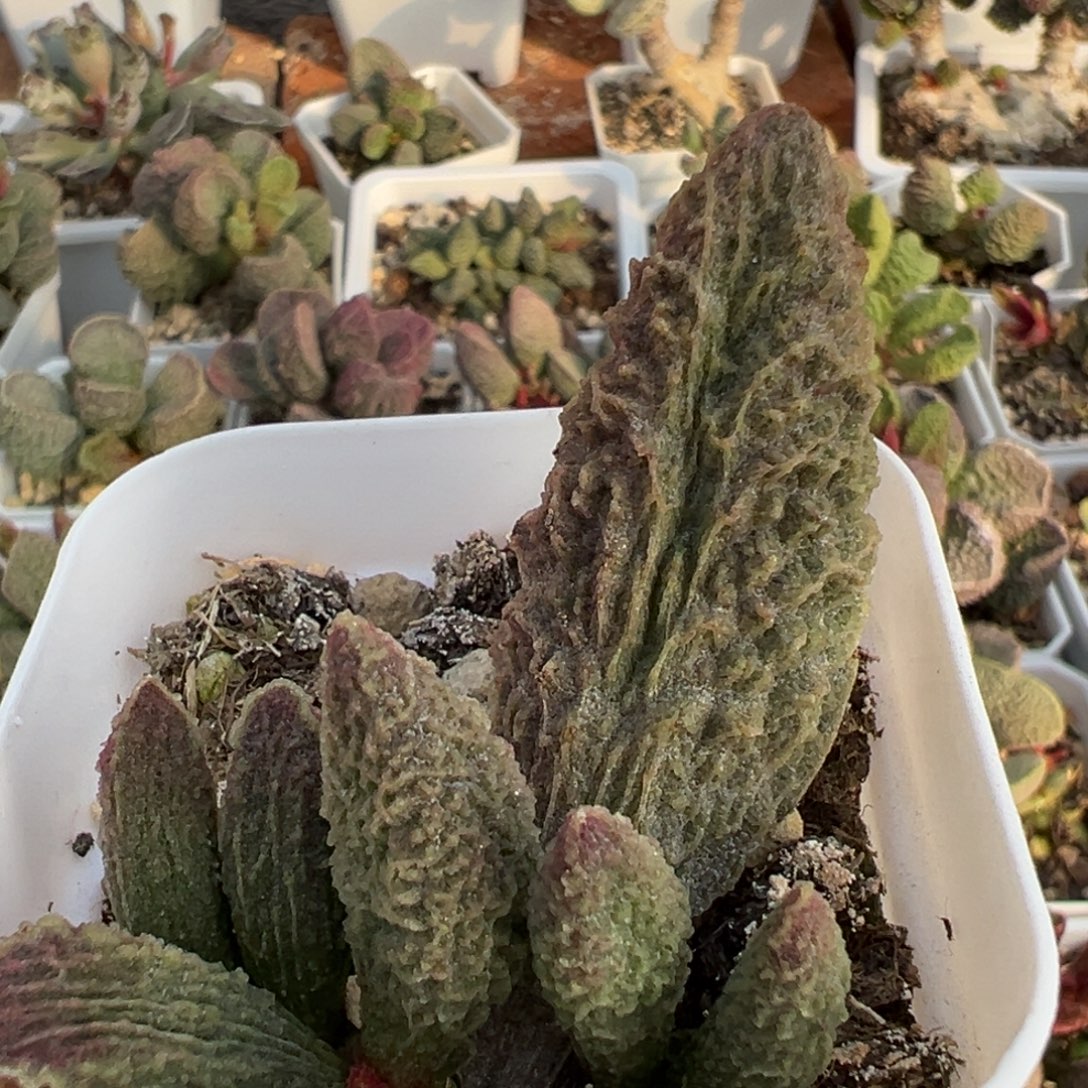 苍龙大苗多肉植物水泡