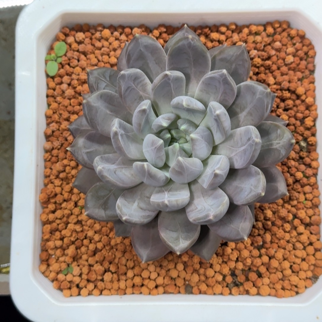 邀月 单头 一物一拍