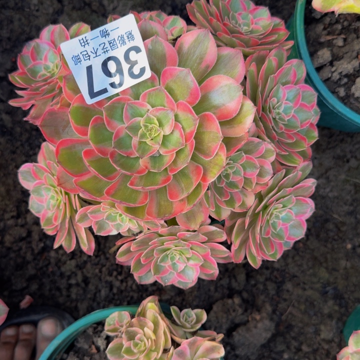 运何花25-14包邮花花