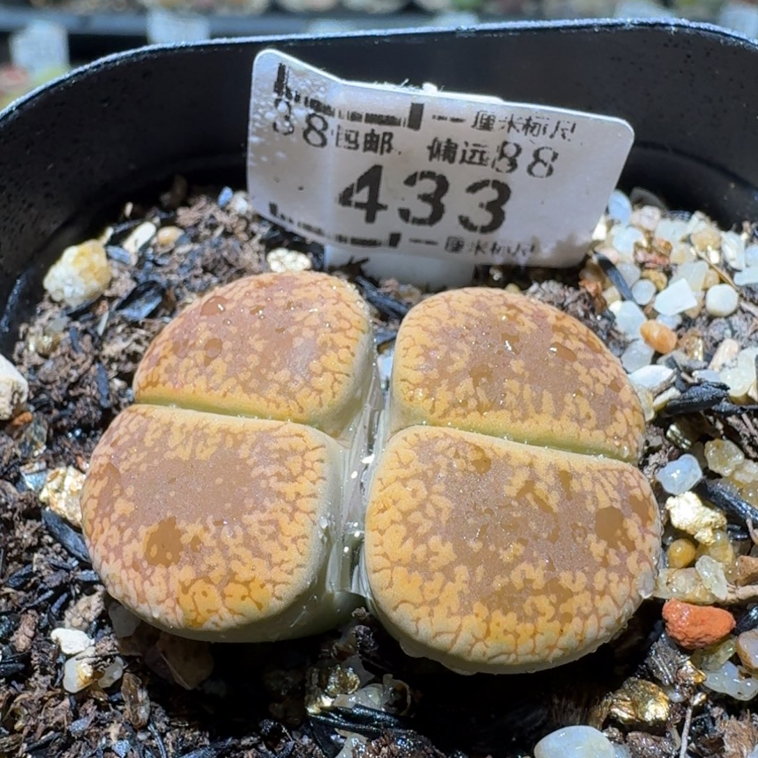 Sss便宜了便宜了433