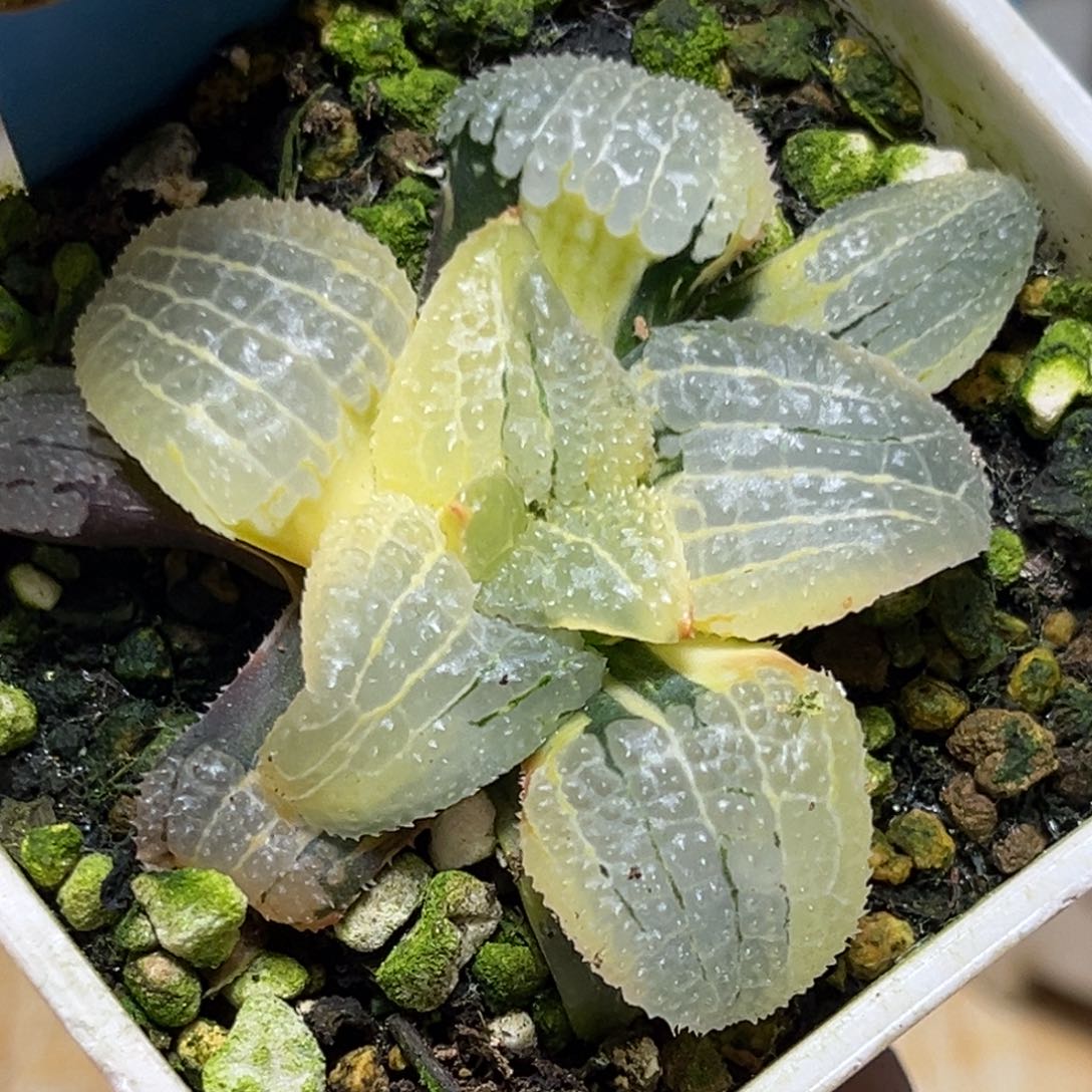 恭喜发财大吉大利0172