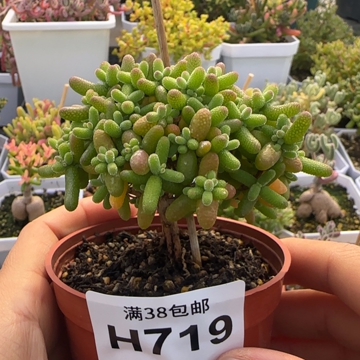 719-金桔糖球植物枝干