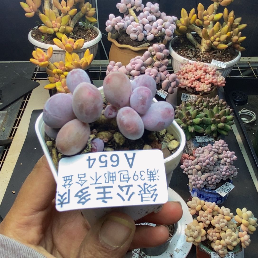 654糖豆奶多肉4c m