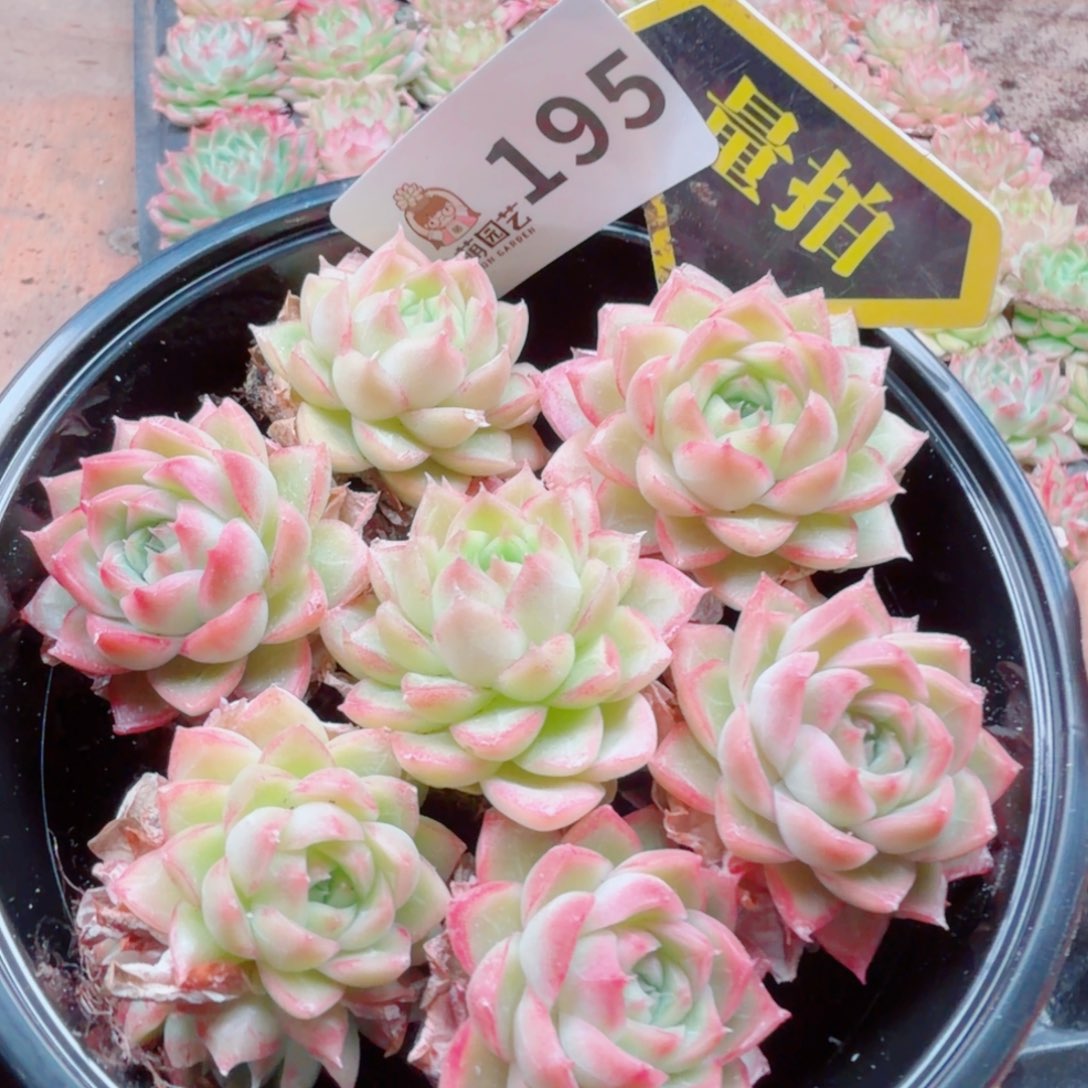 多肉植物多肉植物