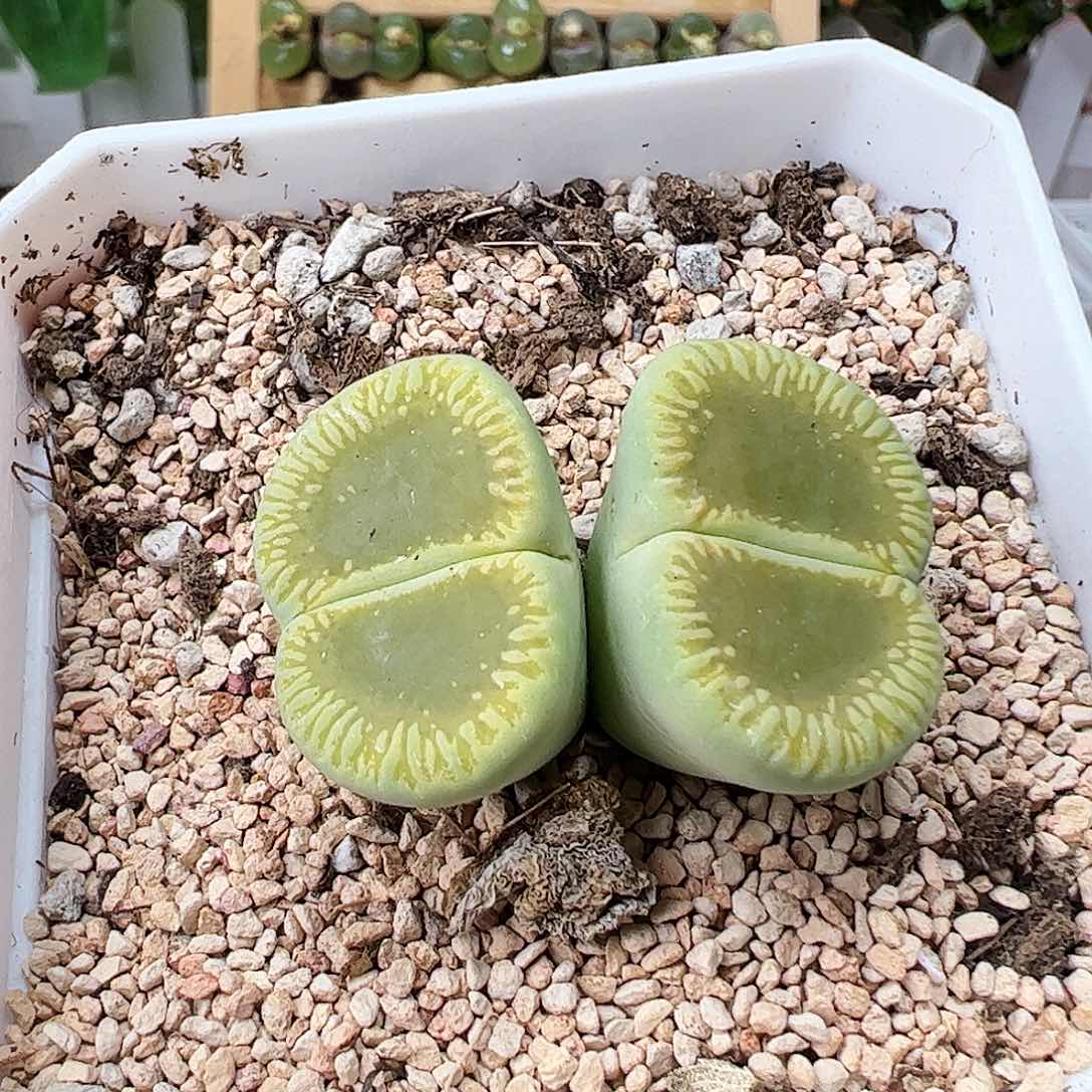 绿光阳带盆发……………