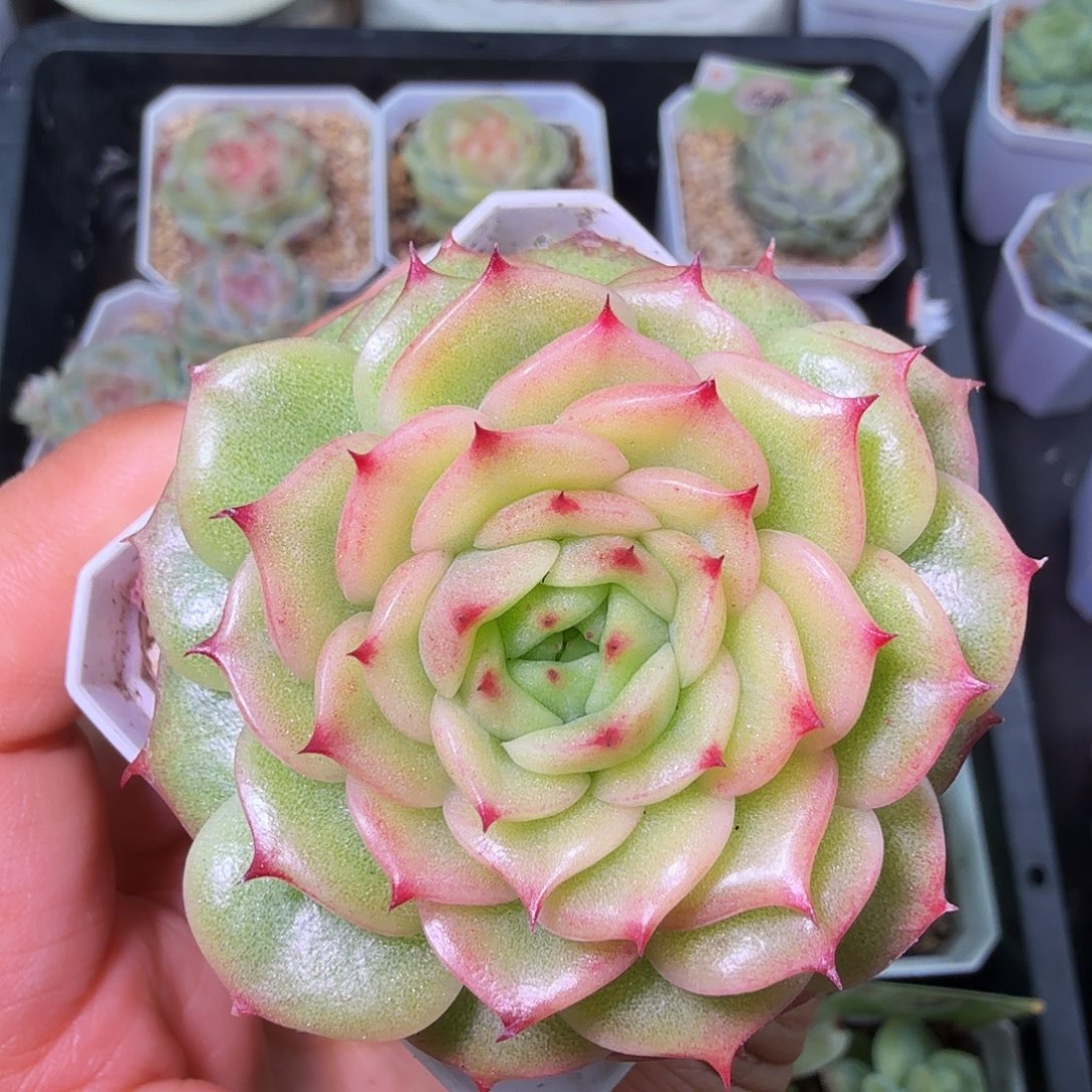 ****眸玉玲珑开播福利单头