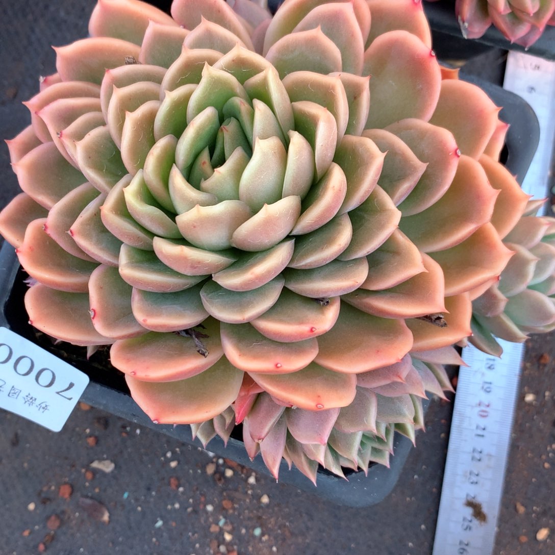 7000不包整散掉头不售后