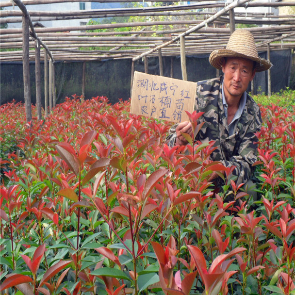 红叶石楠裸根小苗100棵(1年生扦插)/红叶石楠农户直销绿植