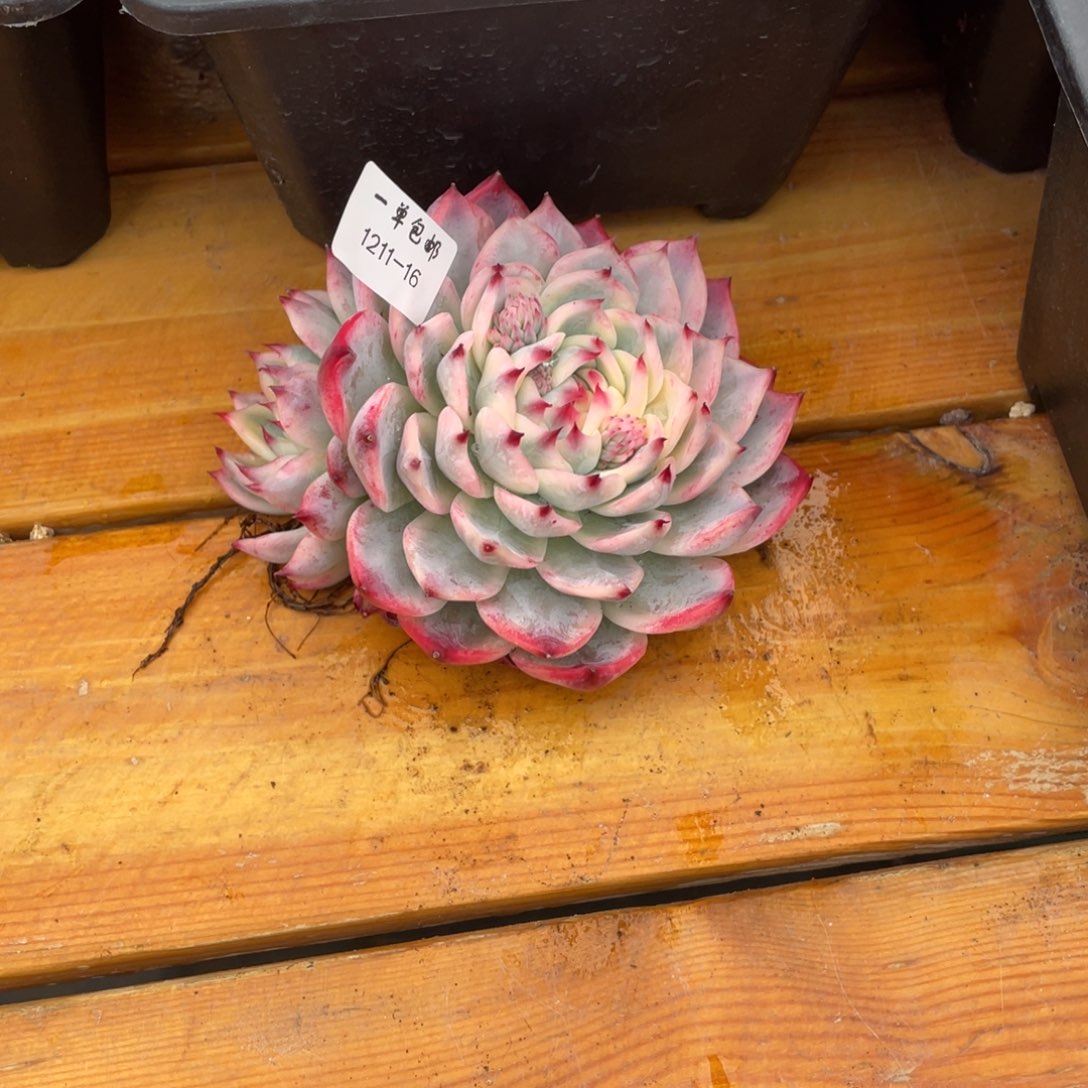 七***块1211-16-吉娃娃锦。。。。。。。，