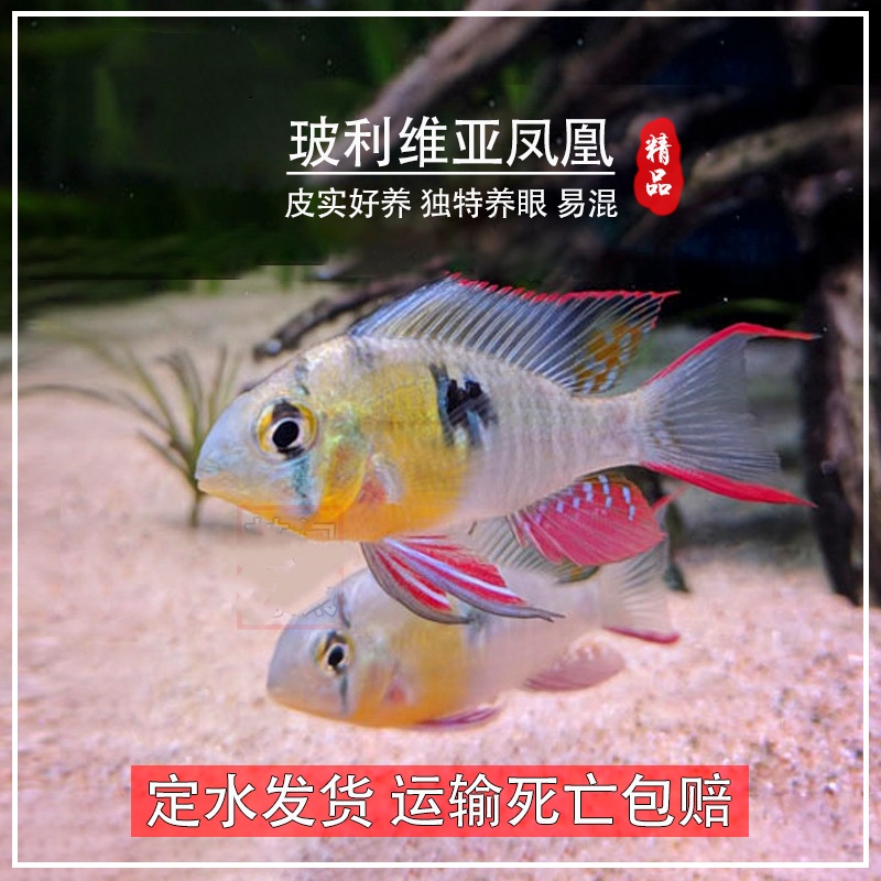 玻利维亚凤凰 热带观赏鱼玻璃维亚淡水小型鱼南美原生鱼草缸短鲷