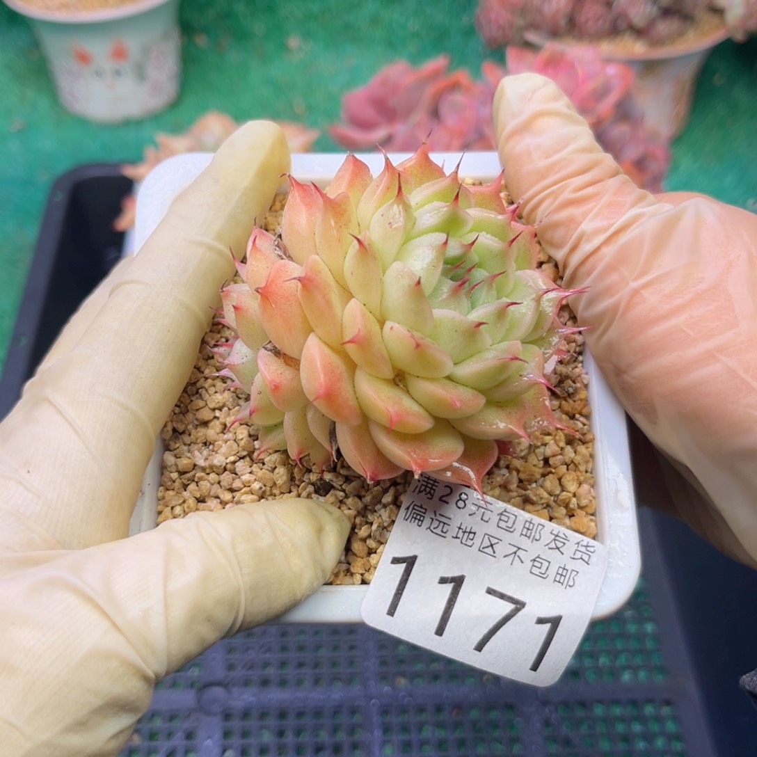 大1171（s b d h f g vv b