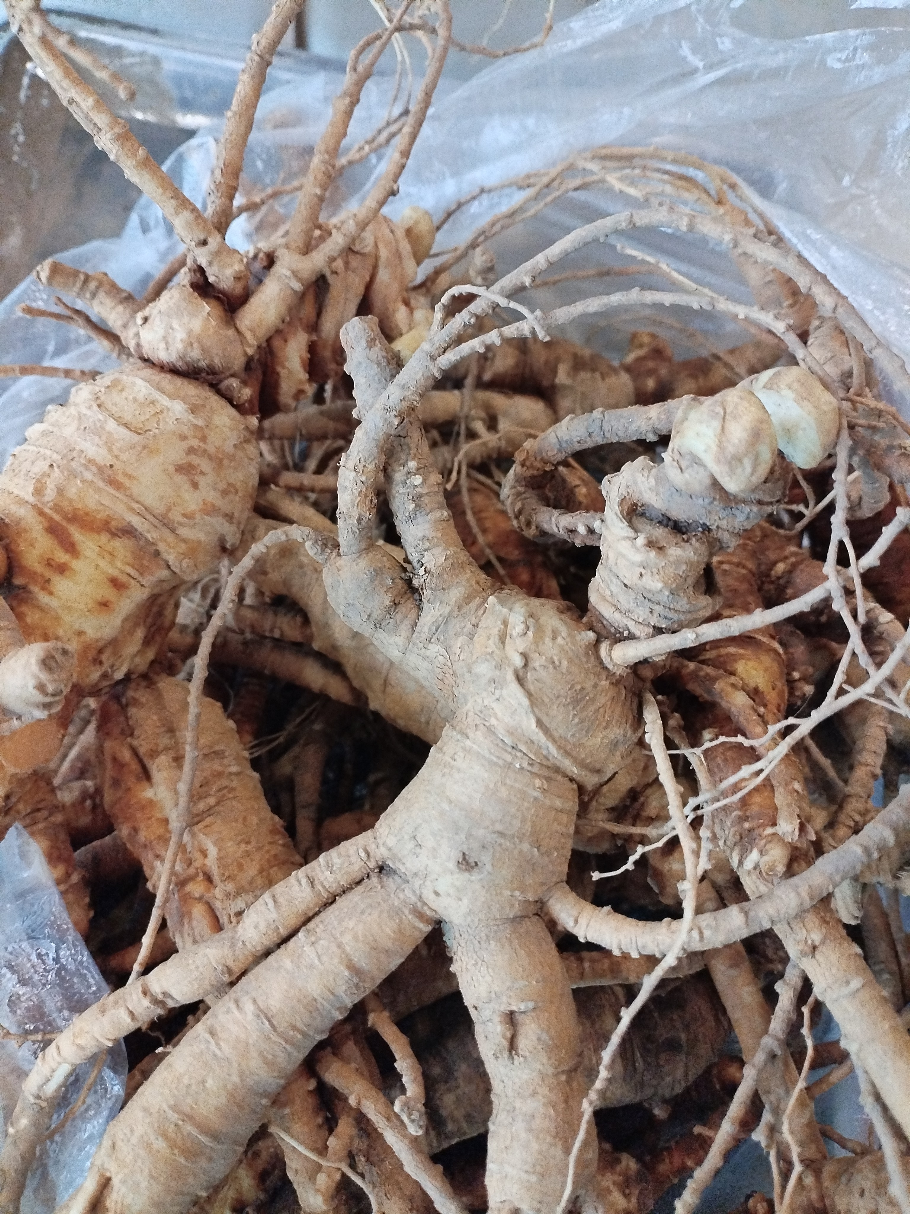 自然生长的林下参吃货