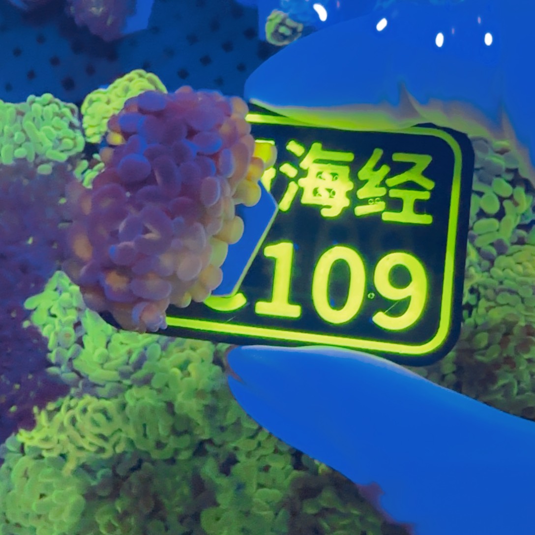 老***王纽扣珊瑚晓晓不包邮分支糖果榔头C109