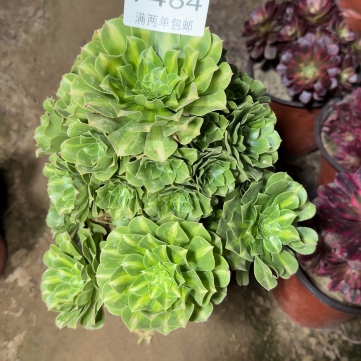 7484翡翠多肉植物