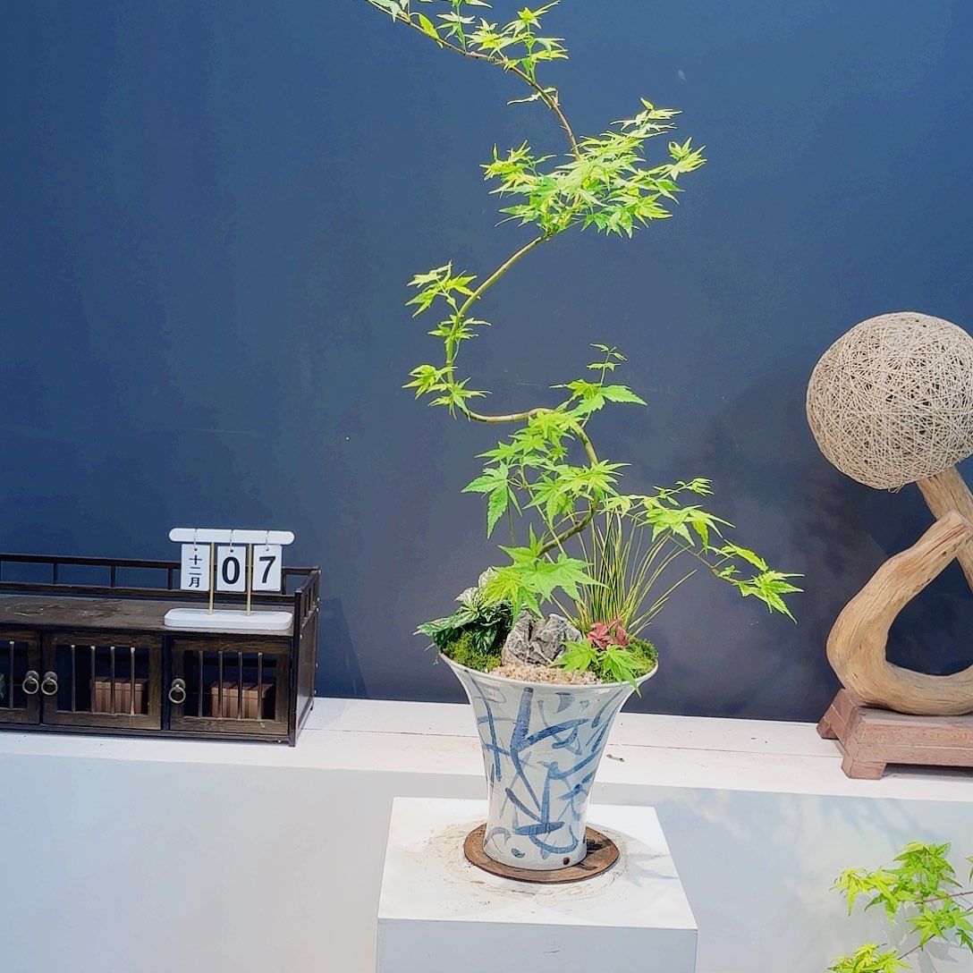 无花朵高端盆景一物一拍