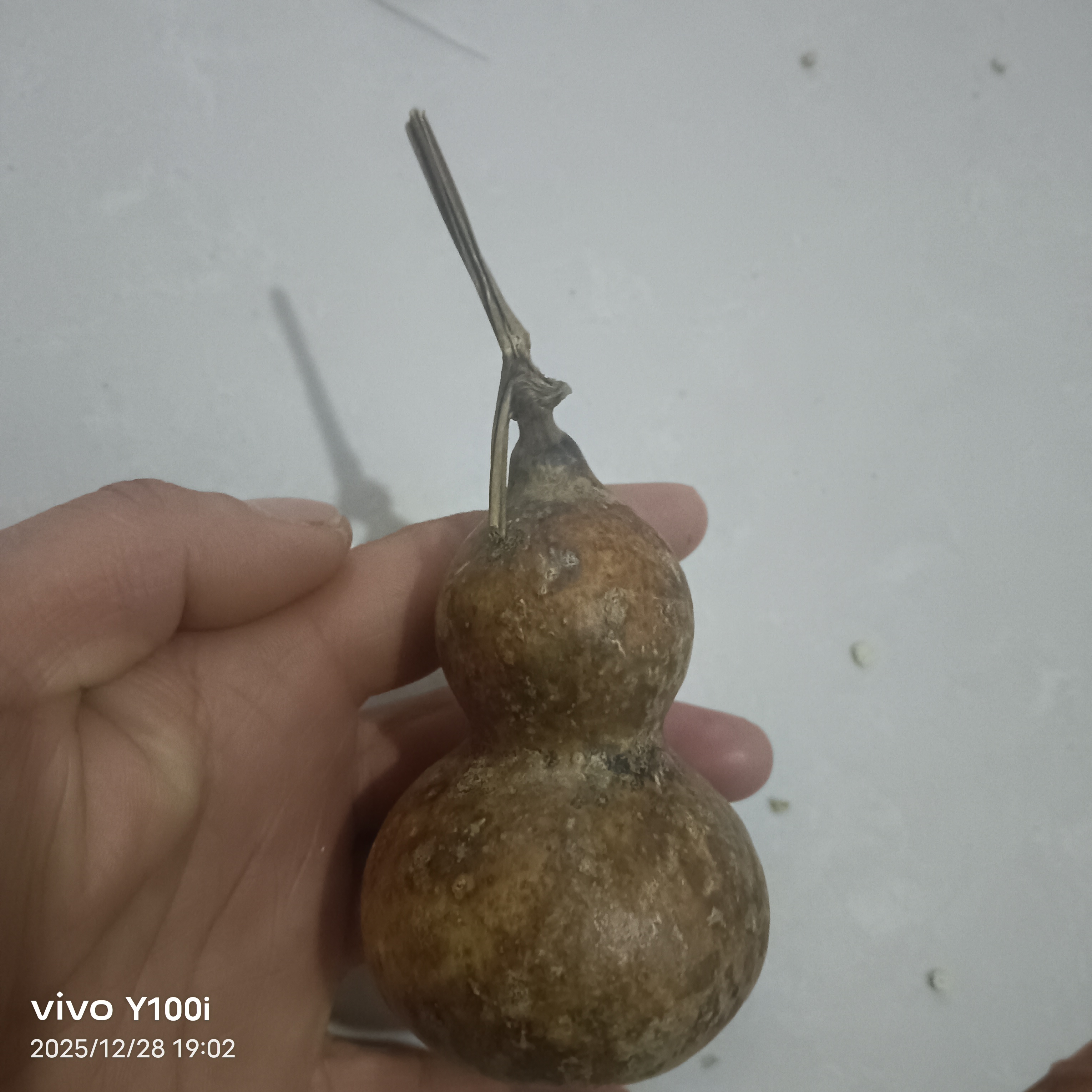 天然小葫芦手把件直播间选购（偏远地区不包邮）