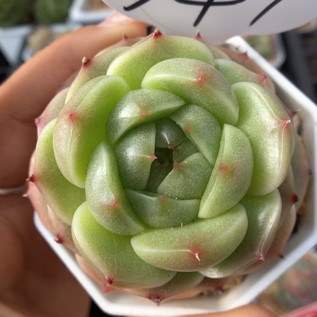 流光麦秆可拍341号。 