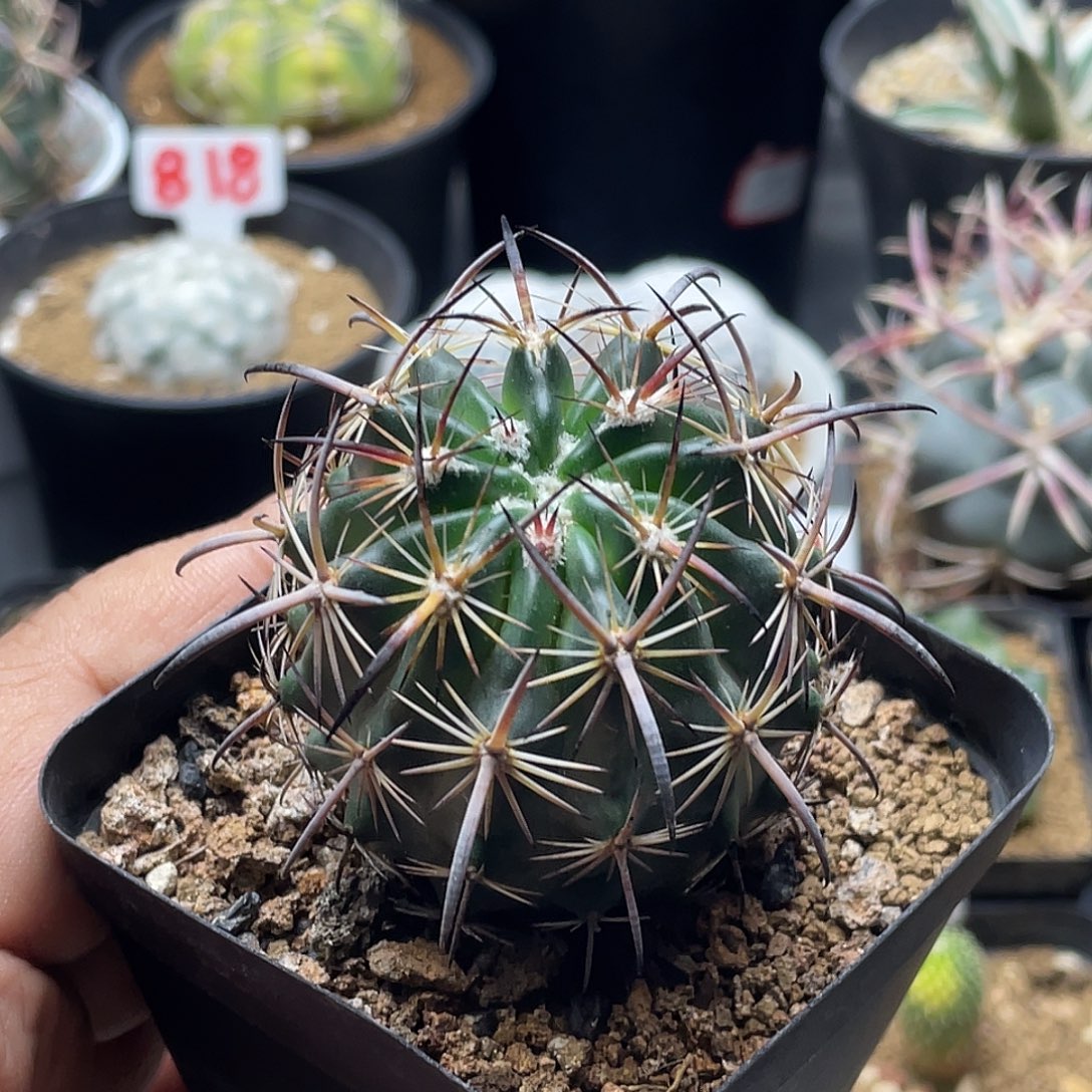 实生强刺虎爪玉仙人球