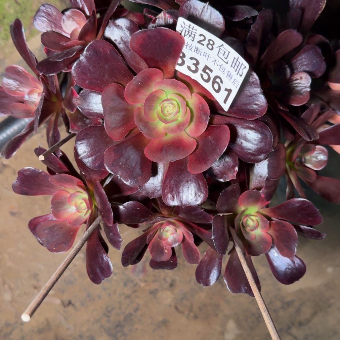 33561爱神多肉植物