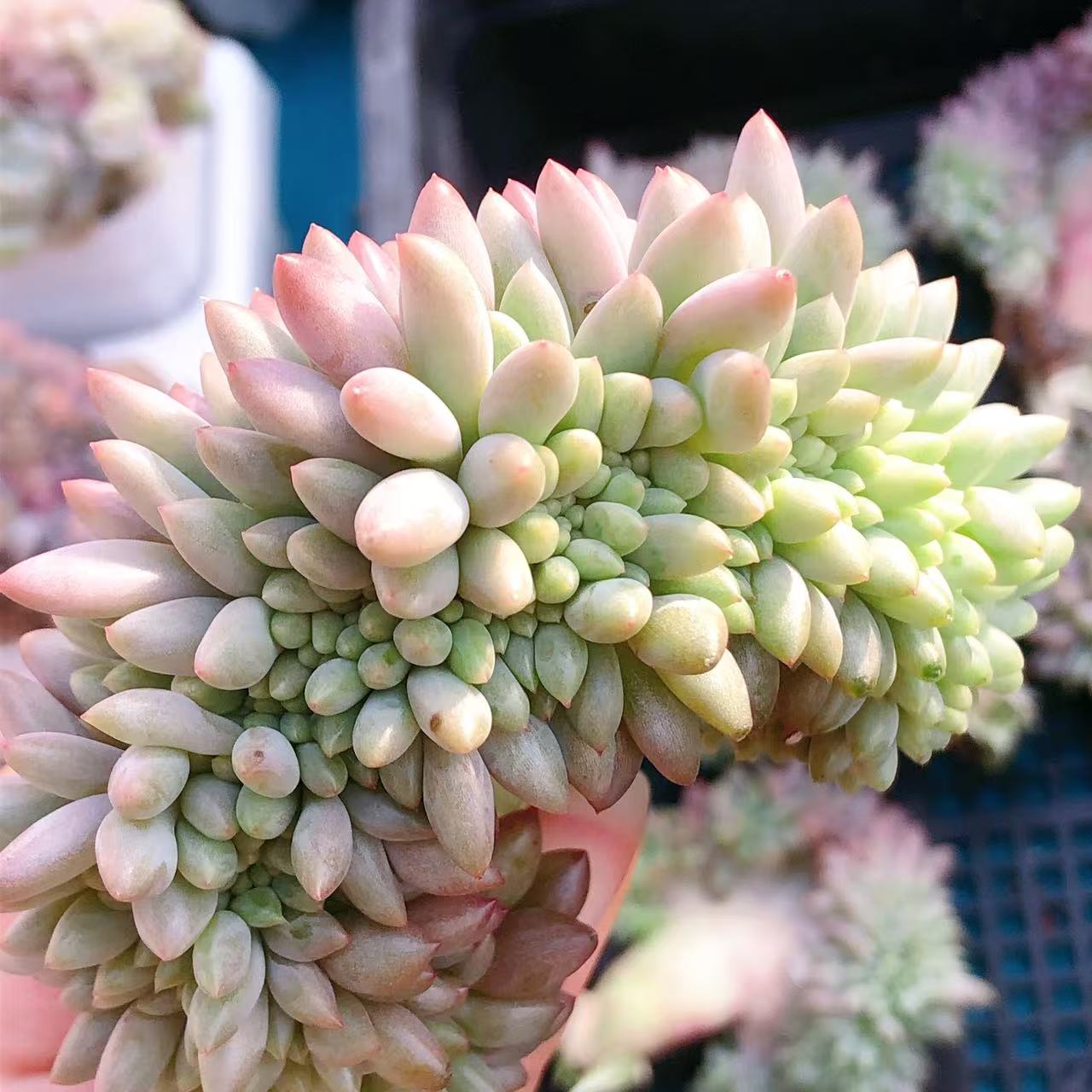 多肉植物    红蜻蜓缀化一颗（尺寸7-8左右）满28包邮除偏远