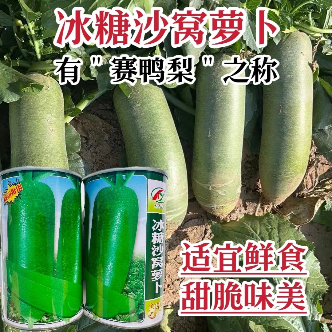 沙窝冰糖萝卜种子高产优质绿皮绿肉水分多口感佳水果萝卜种