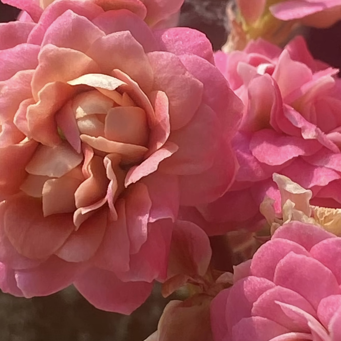 新品测试樱桃小丸子110盆
