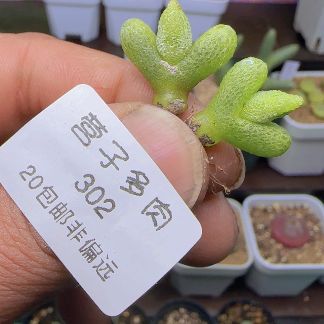 妖奇玉单头母本。