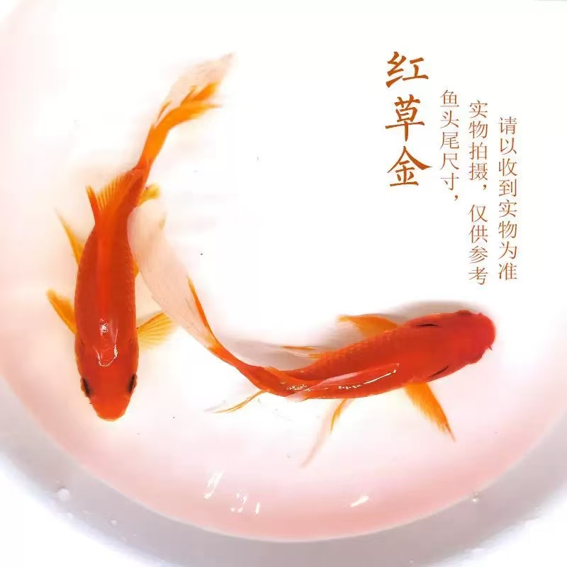 生鲜冷链包邮25条3-6厘米火焰红草金鱼冷水鱼耐活渔场直发
