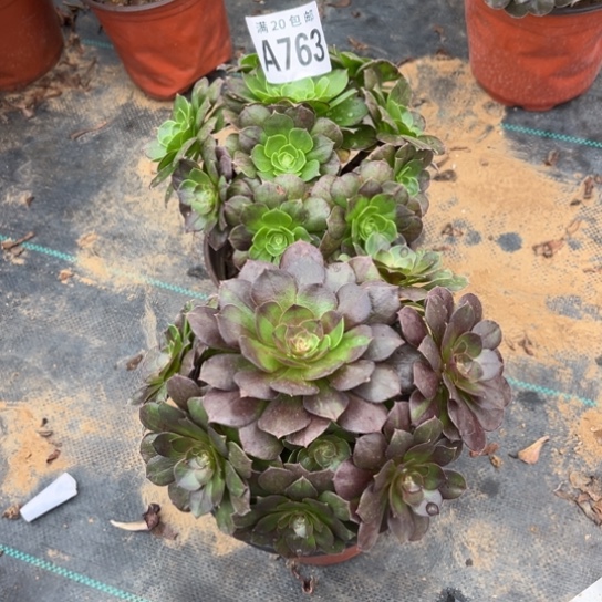 763两个法师不包断枝