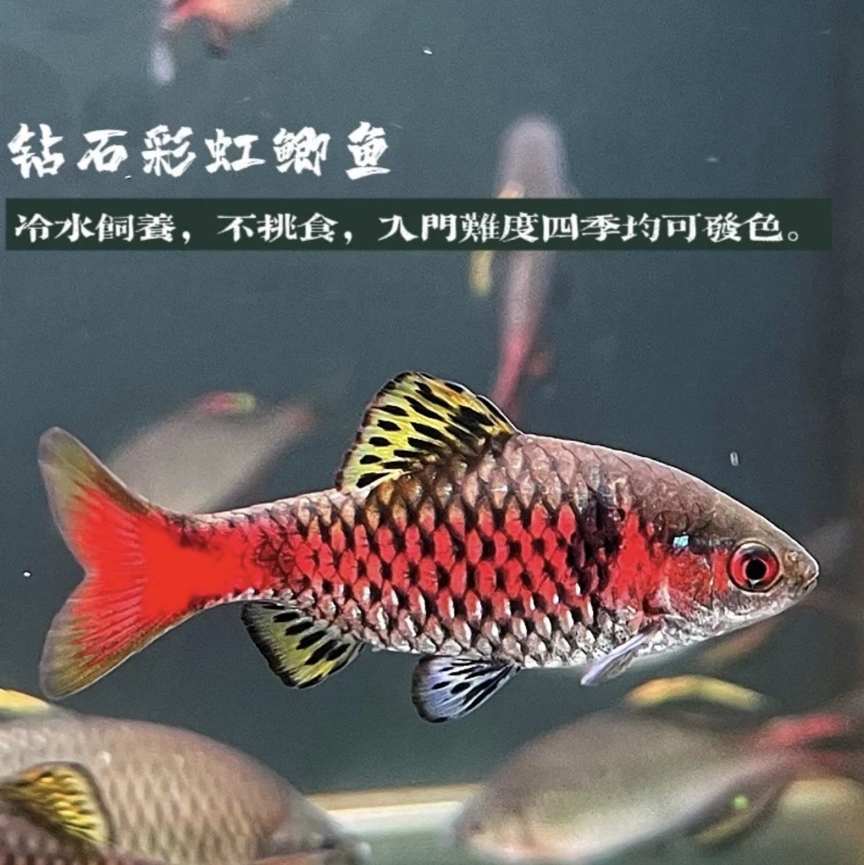 直播精选发色彩虹鲫公鱼冷水原生观赏鱼无需加温群游好养新手活体