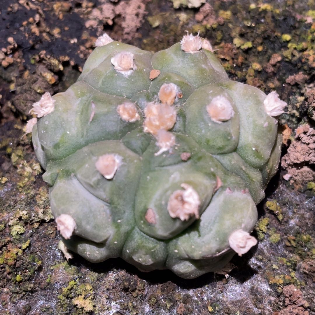 自根龟甲兜 仙人球开花