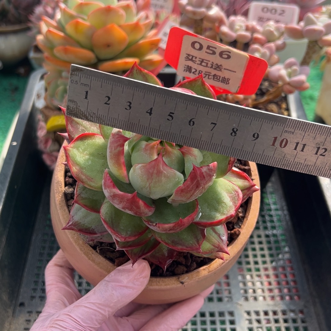 表妹精品多肉植物056.