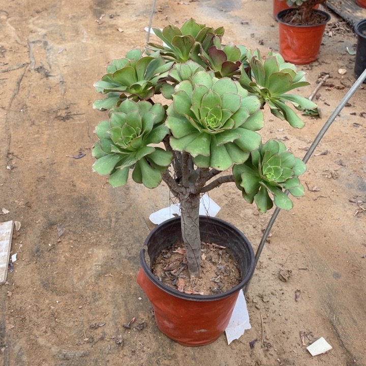 86军美丽法师多肉断枝不售后