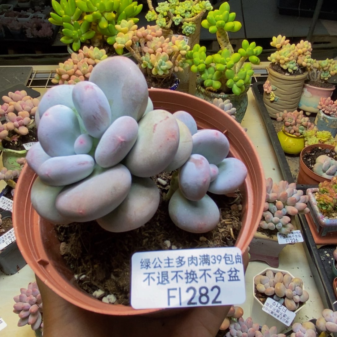 282大叶奶多肉7cm