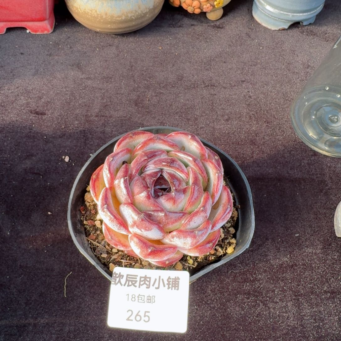 诺*多肉植物  265  黑橙