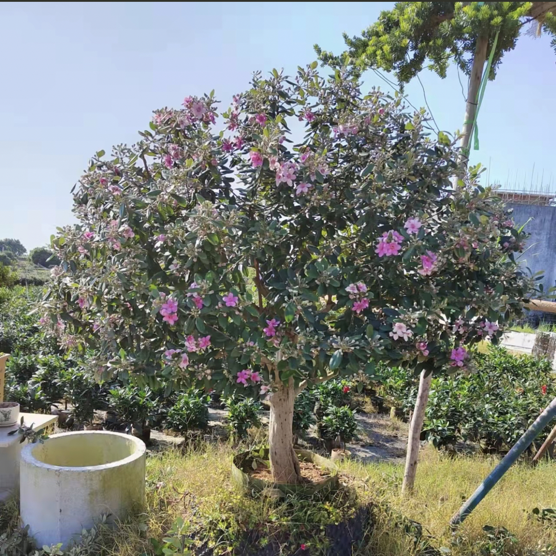 野生桃金娘老桩捻子苗四季绿植盆栽庭院种植开花结果观赏盆景