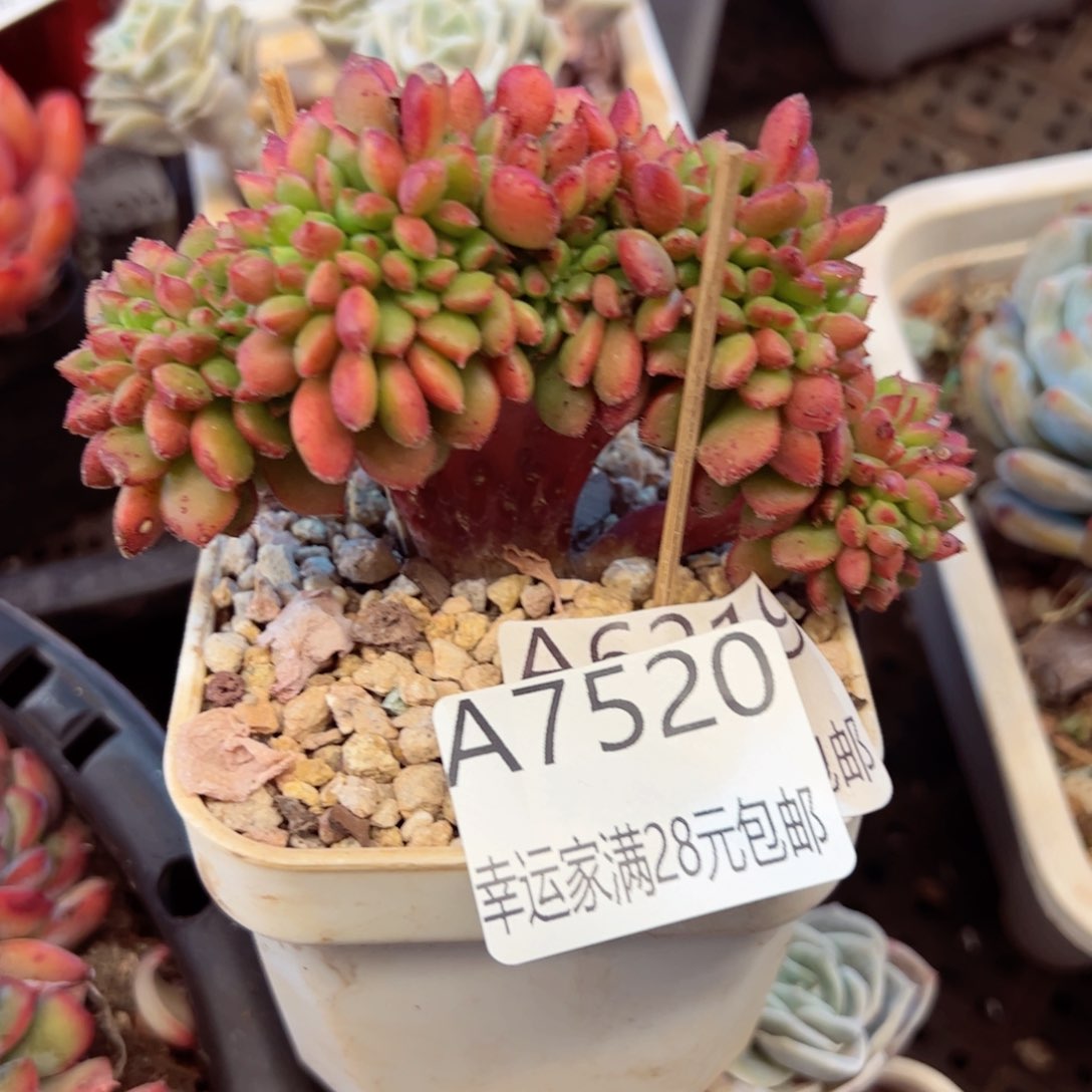 幸运的是我的朋友们