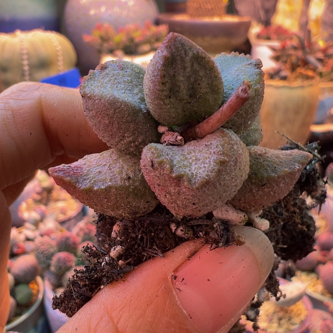 简***单一物一拍，感谢支持