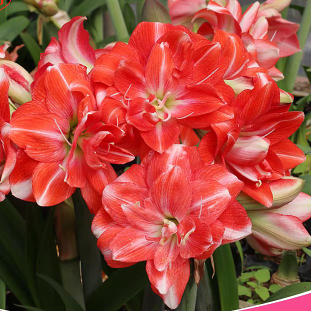 【蒂卡梦华～重瓣】秘鲁朱顶红种球苗